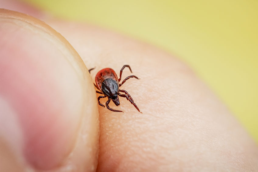Close up of a tick on a finger