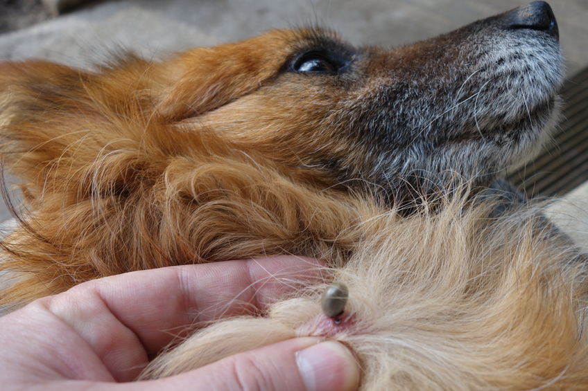 Pulling ticks off outlet dogs