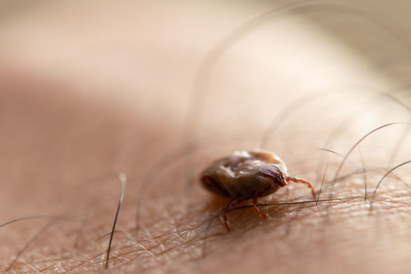 A tick sitting on human skin