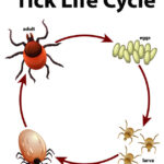 Diagram showing life cycle of tick illustration