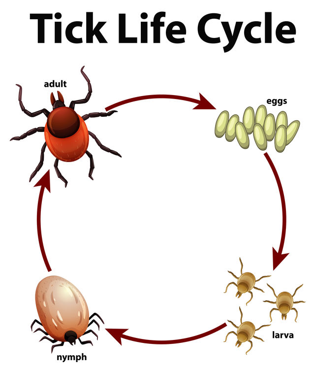 Diagram showing life cycle of tick illustration