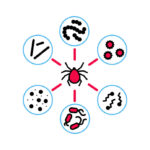 A graphic of a tick with multiple diseases around it.