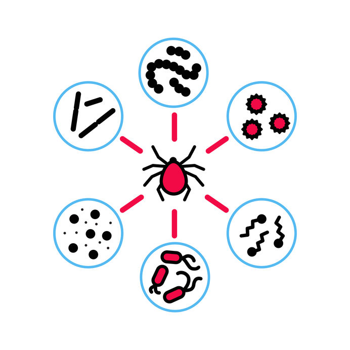 A graphic of a tick with multiple diseases around it.
