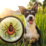 Cute dog outdoors and illustration of magnifying glass with tick, selective focus