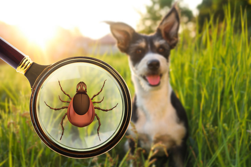 Cute dog outdoors and illustration of magnifying glass with tick, selective focus