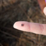 a large tick sits on person’s finger