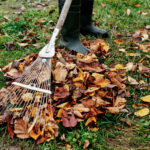 Woman raking pile of fall leaves at garden with rake. Autumn yard work