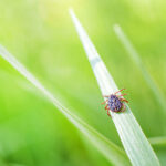 Tick Insect on Green Grass in the sunshine of summer.