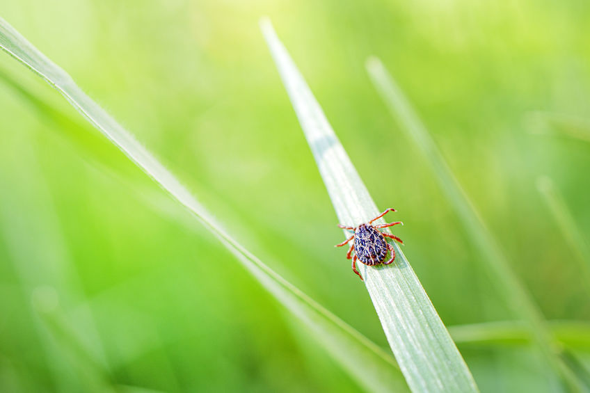 Tick Insect on Green Grass in the sunshine of summer.