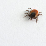 Big tick on white background.