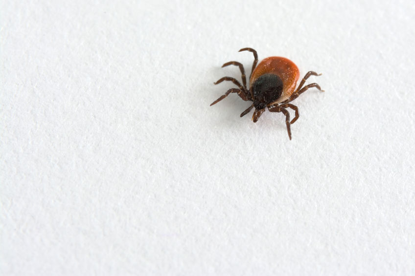 Big tick on white background.