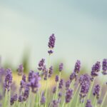 Beautiful blooming lavender growing in garden, closeup