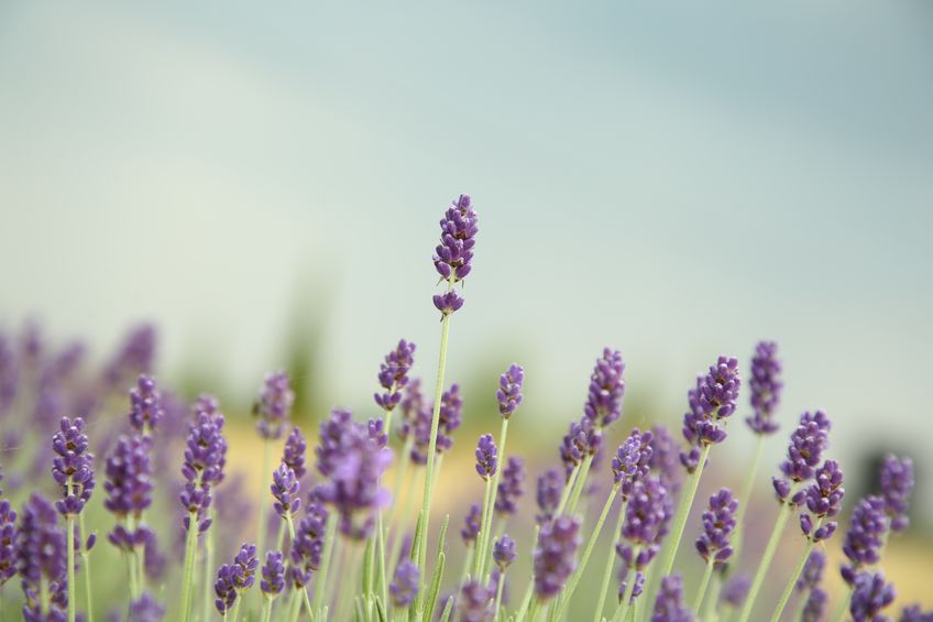 Beautiful blooming lavender growing in garden, closeup