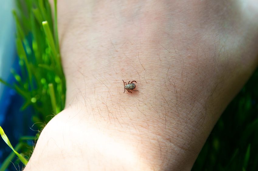 tick crawling on mans hand