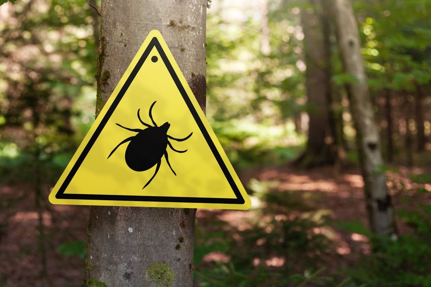 Infected ticks warning sign in a forest.
