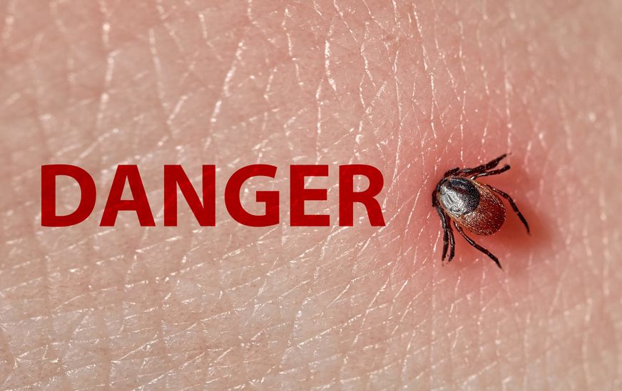 Tick burrowing into skin with "Danger" written