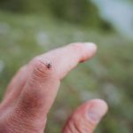 A small tick with a red body crawls on the skin on the hand