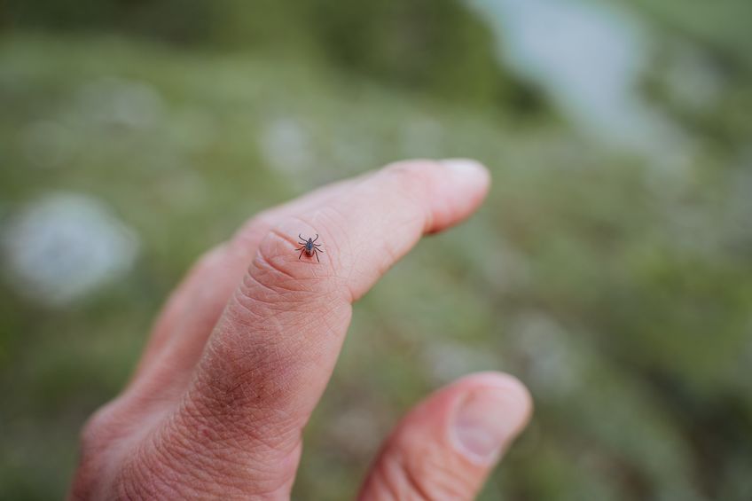 A small tick with a red body crawls on the skin on the hand