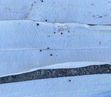 Adhesive traps ticks on contact